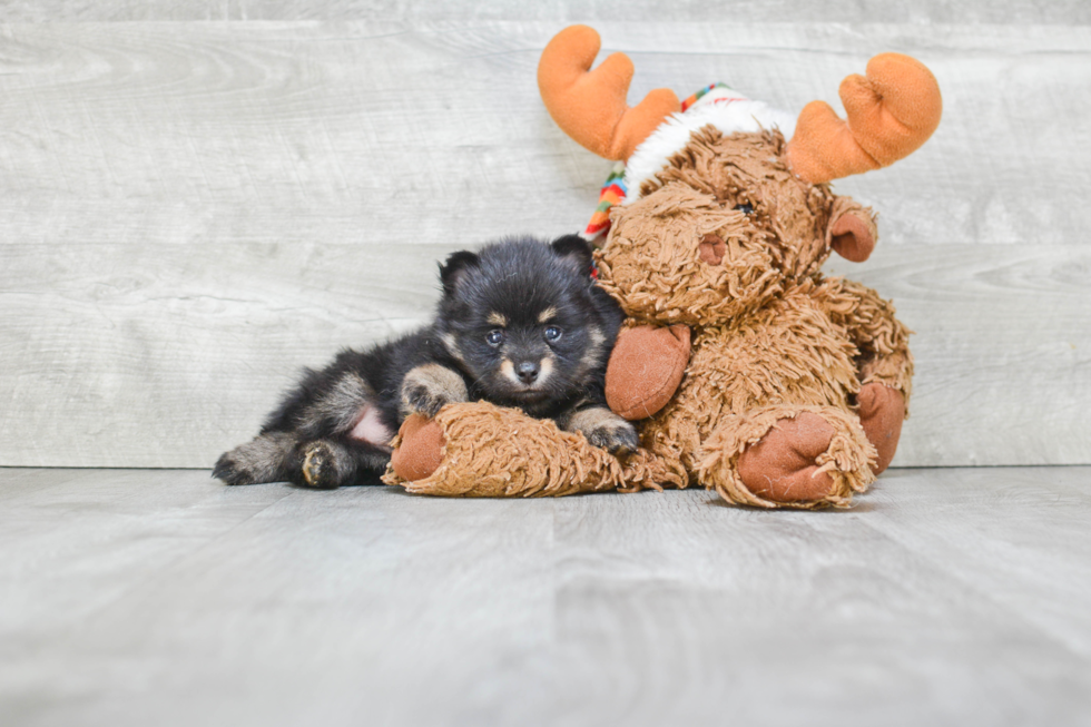 Pomeranian Pup Being Cute