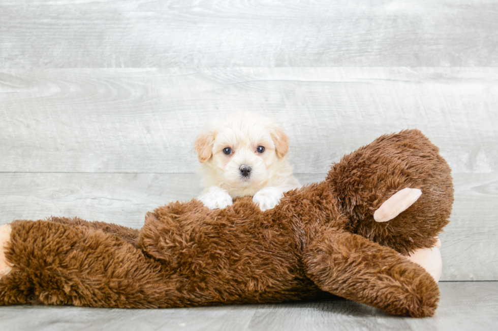 Maltipoo Puppy for Adoption