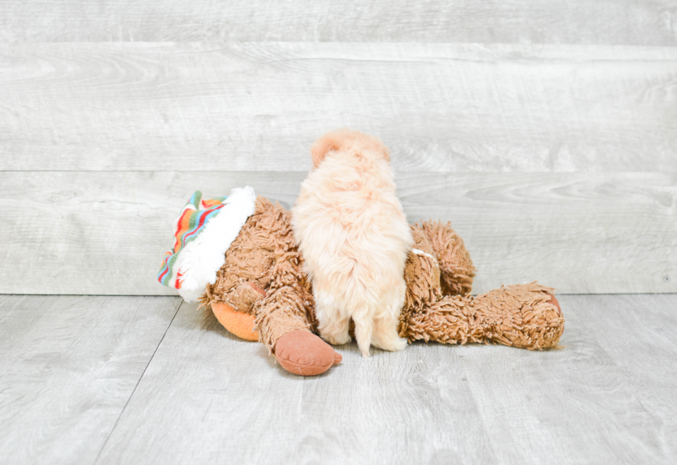 Energetic Maltepoo Poodle Mix Puppy