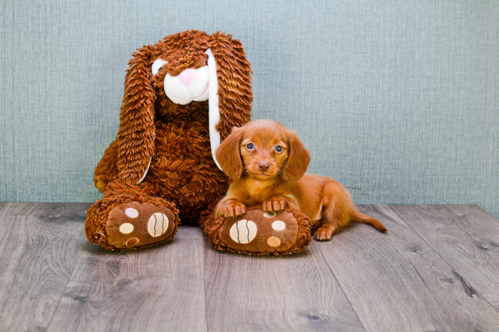 Best Dachshund Baby