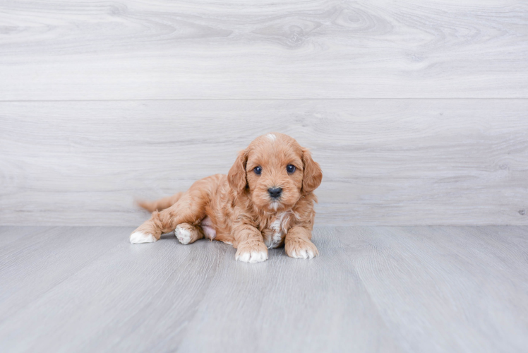 Petite Cavapoo Poodle Mix Pup