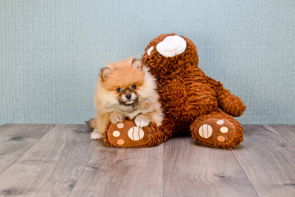 Best Pomeranian Baby