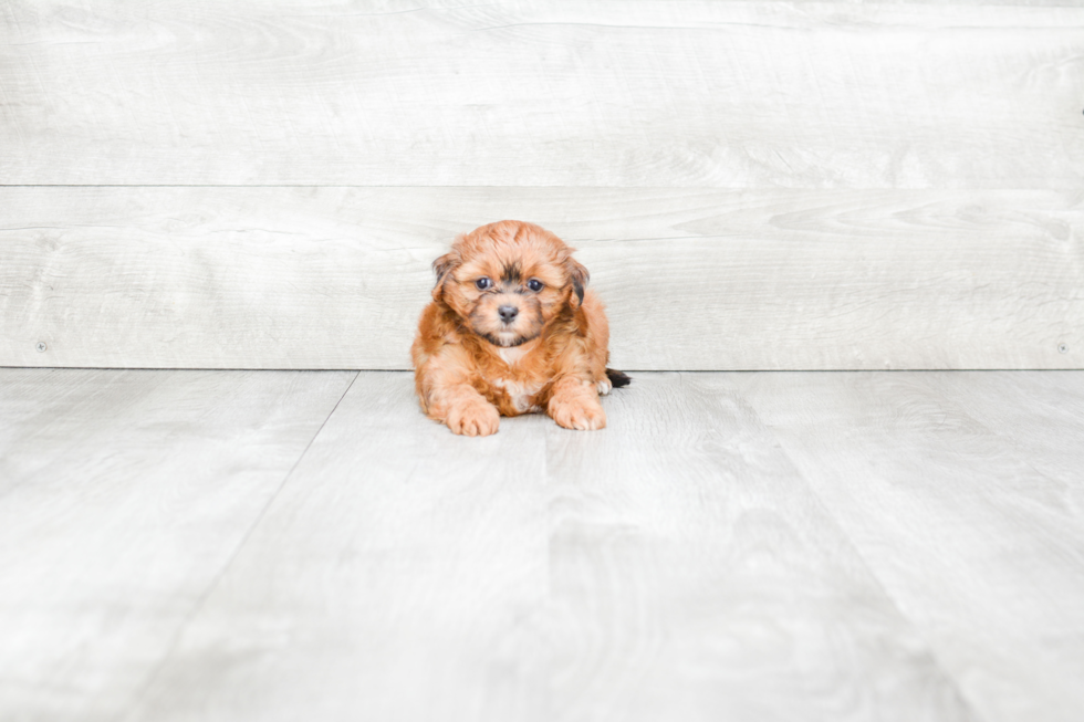 Sweet Yorkie Poo Baby