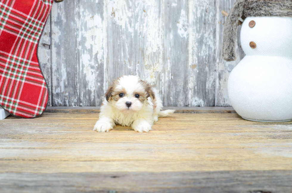 Teddy Bear Pup Being Cute