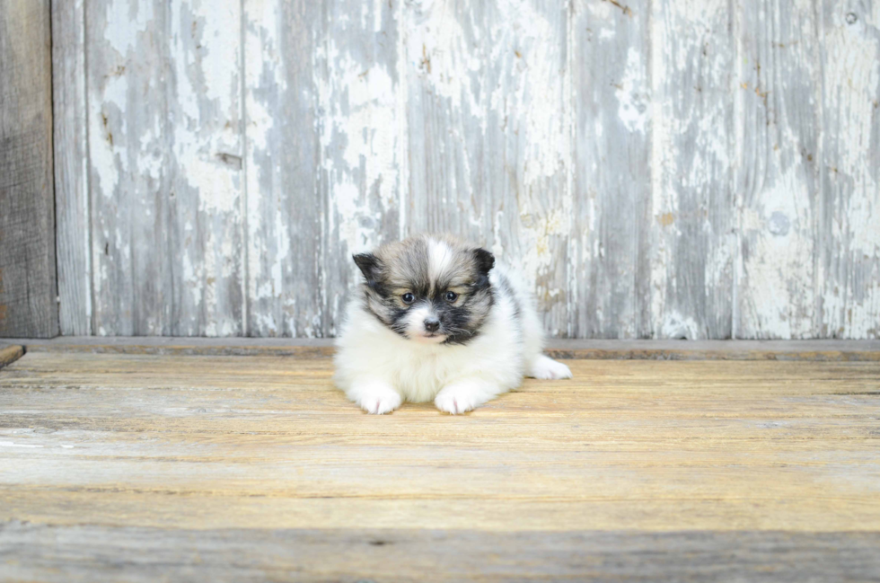 Little Pomeranian Purebred Pup