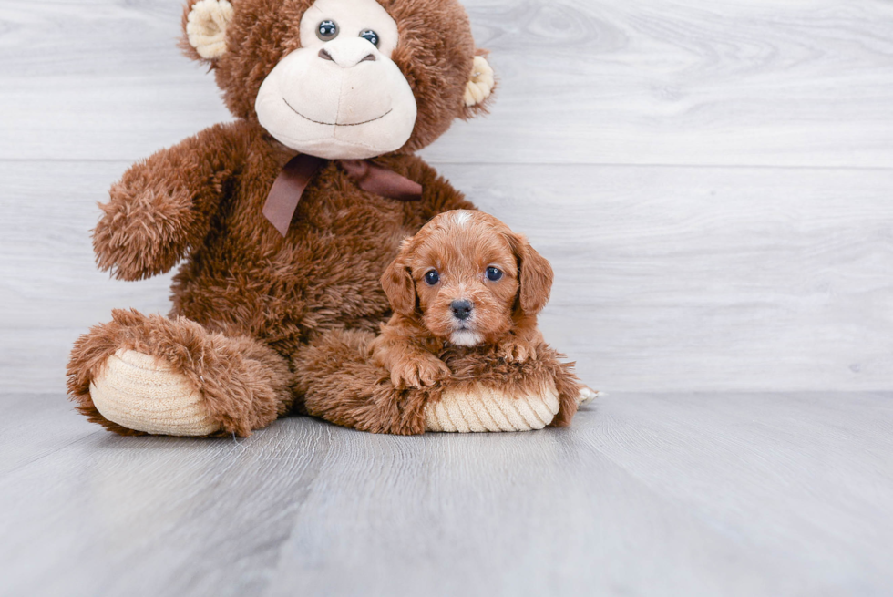 Cavapoo Pup Being Cute