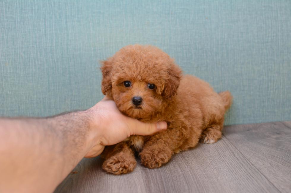 Popular Cavapoo Poodle Mix Pup