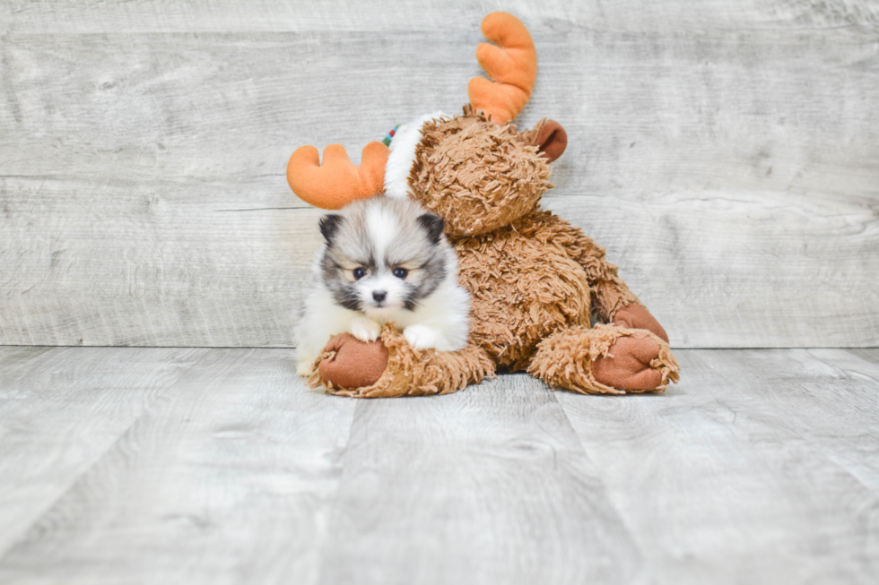 Playful Pomeranian Baby