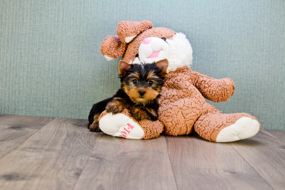 Meet Rebecca - our Yorkshire Terrier Puppy Photo 