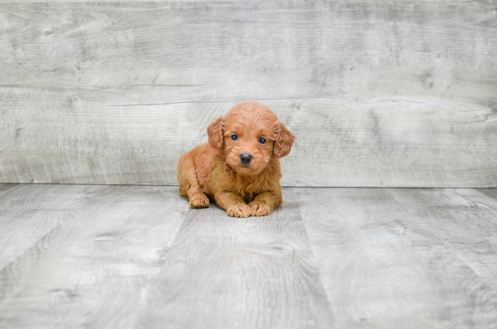 Best Mini Goldendoodle Baby