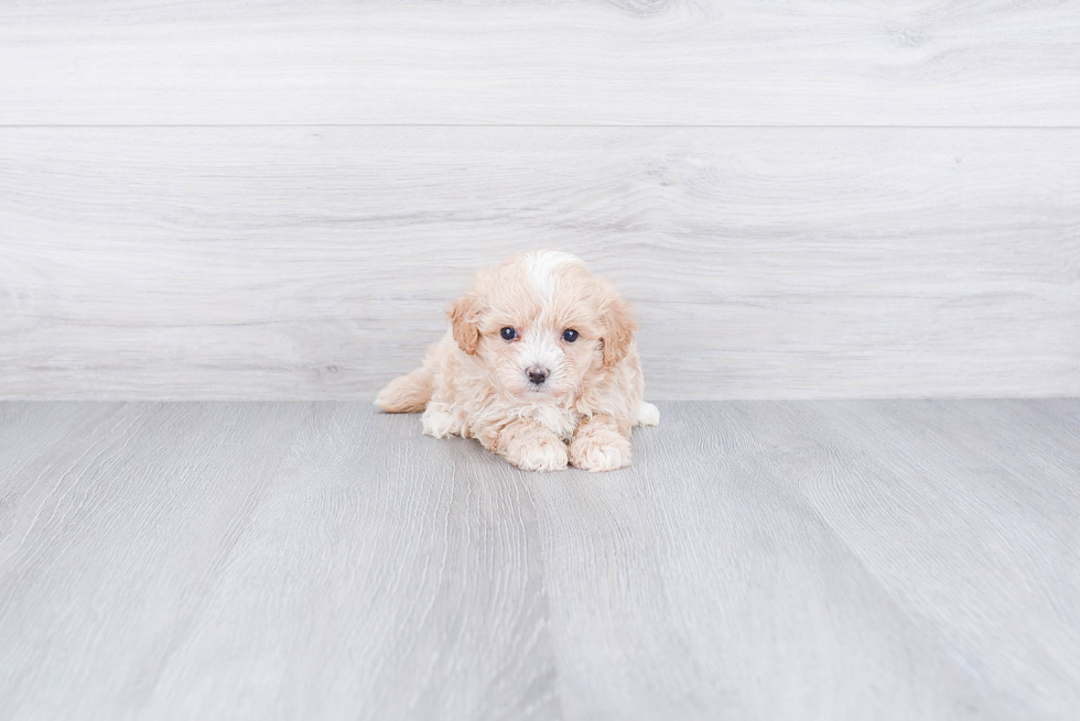 Maltipoo Puppy for Adoption