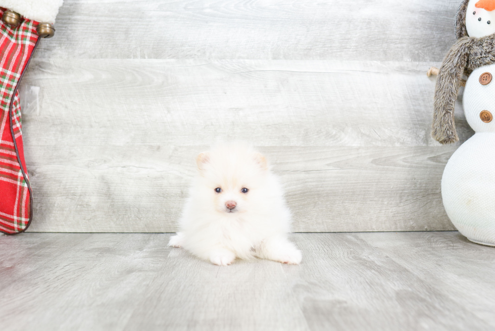 Happy Pomeranian Purebred Puppy