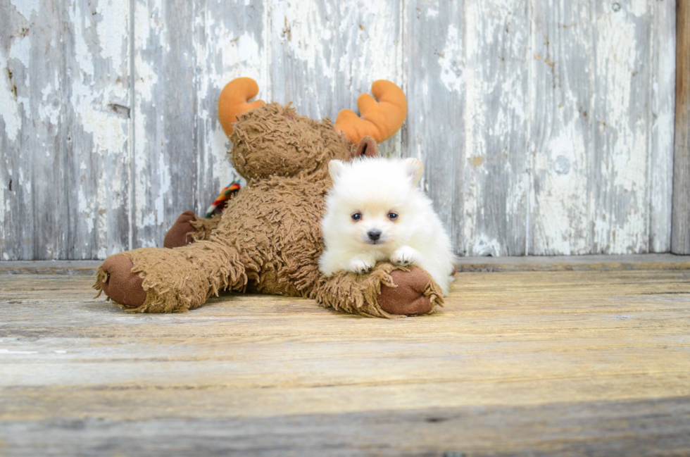 Akc Registered Pomeranian Purebred Pup