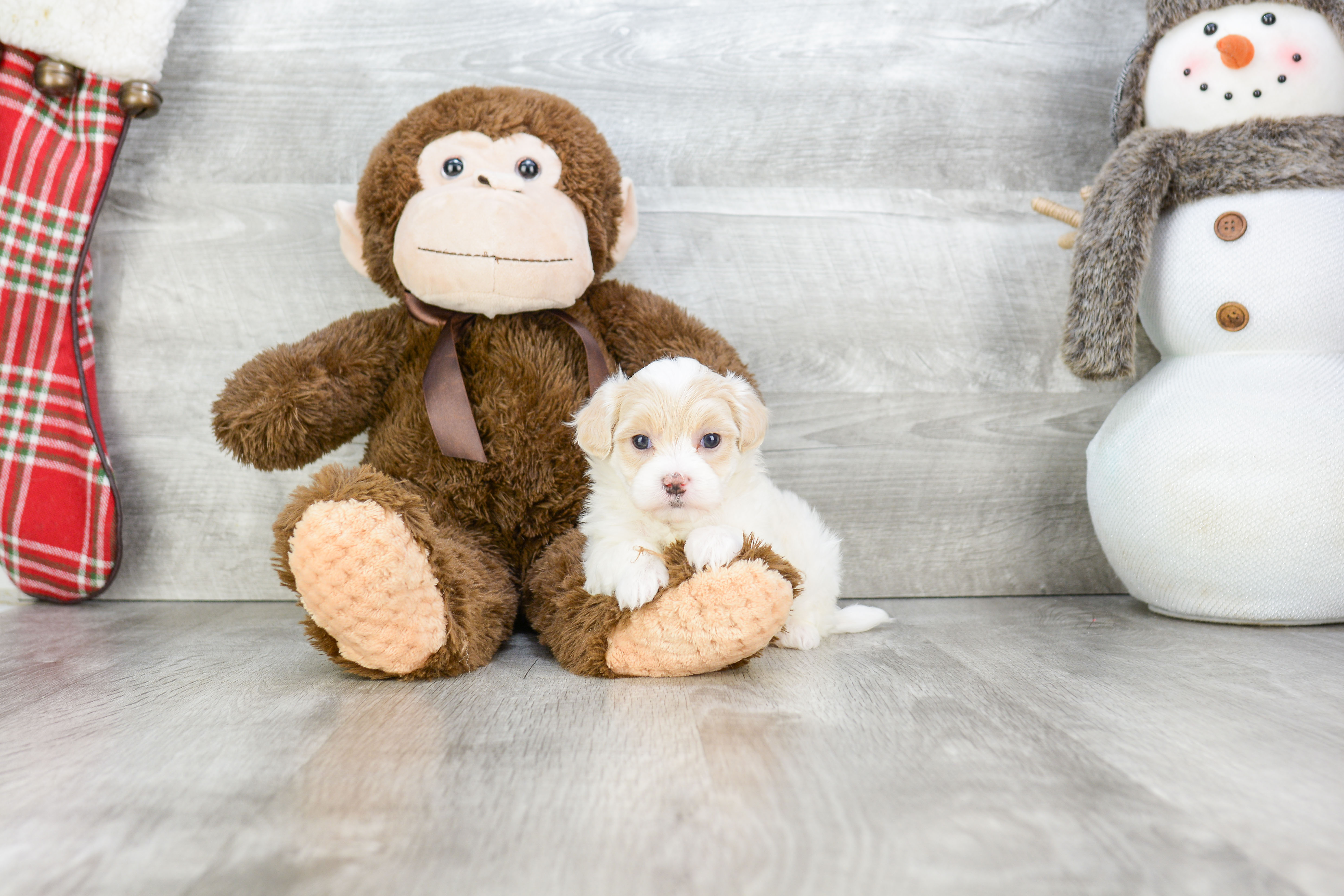 Best Maltipoo Baby