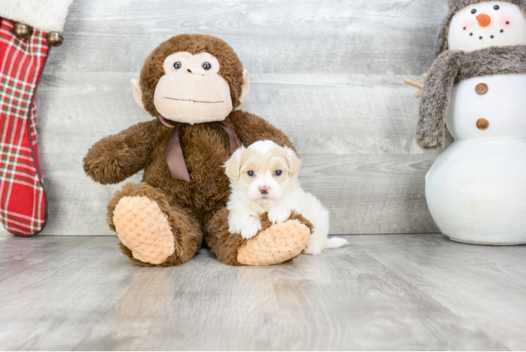 Best Maltipoo Baby