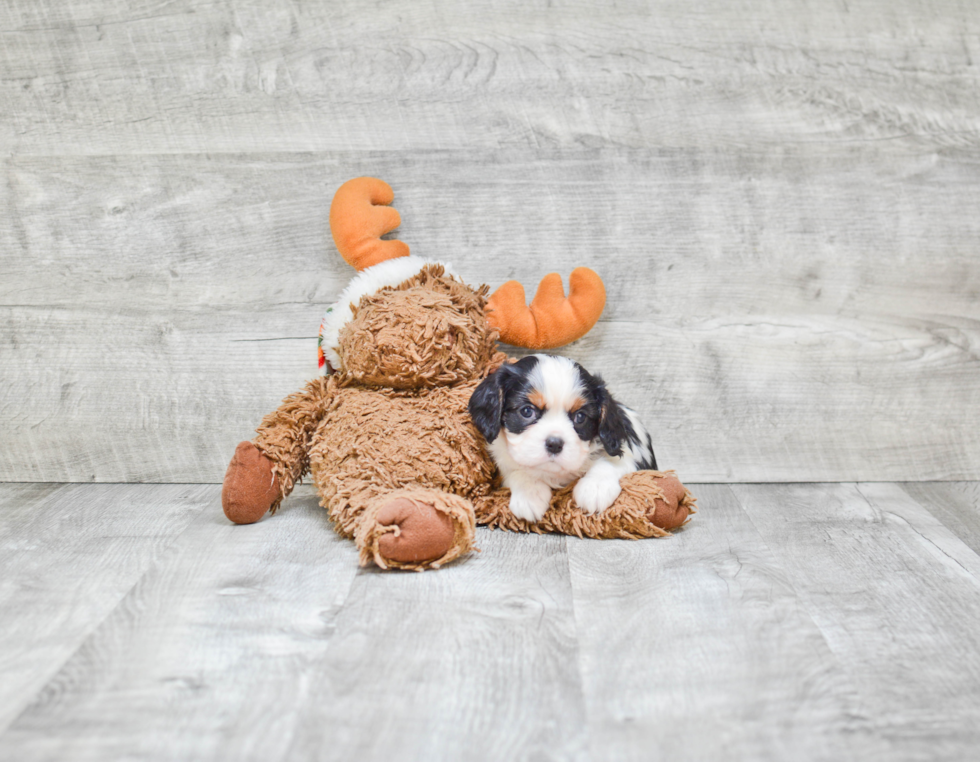 Cavalier King Charles Spaniel Pup Being Cute