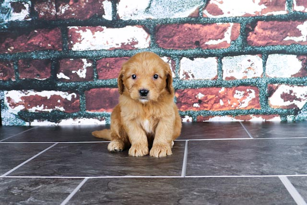 Mini Goldendoodle Pup Being Cute