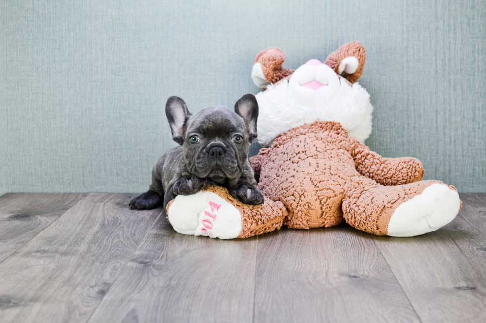 Little French Bulldog Purebred Pup