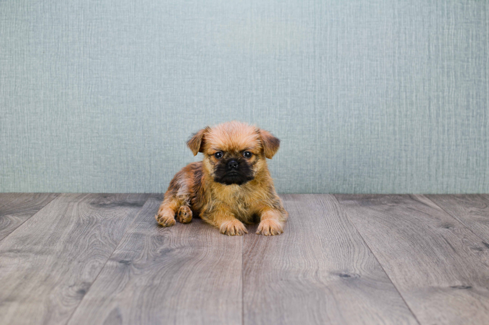 Best Brussels Griffon Baby