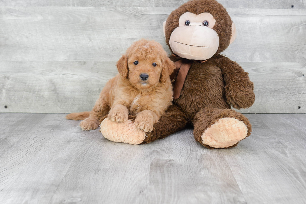 Mini Goldendoodle Puppy for Adoption