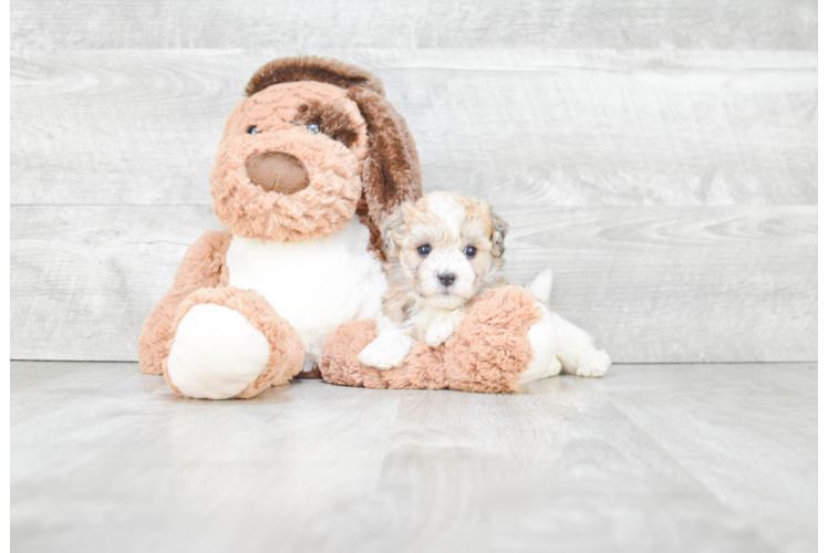 Best Havanese Baby