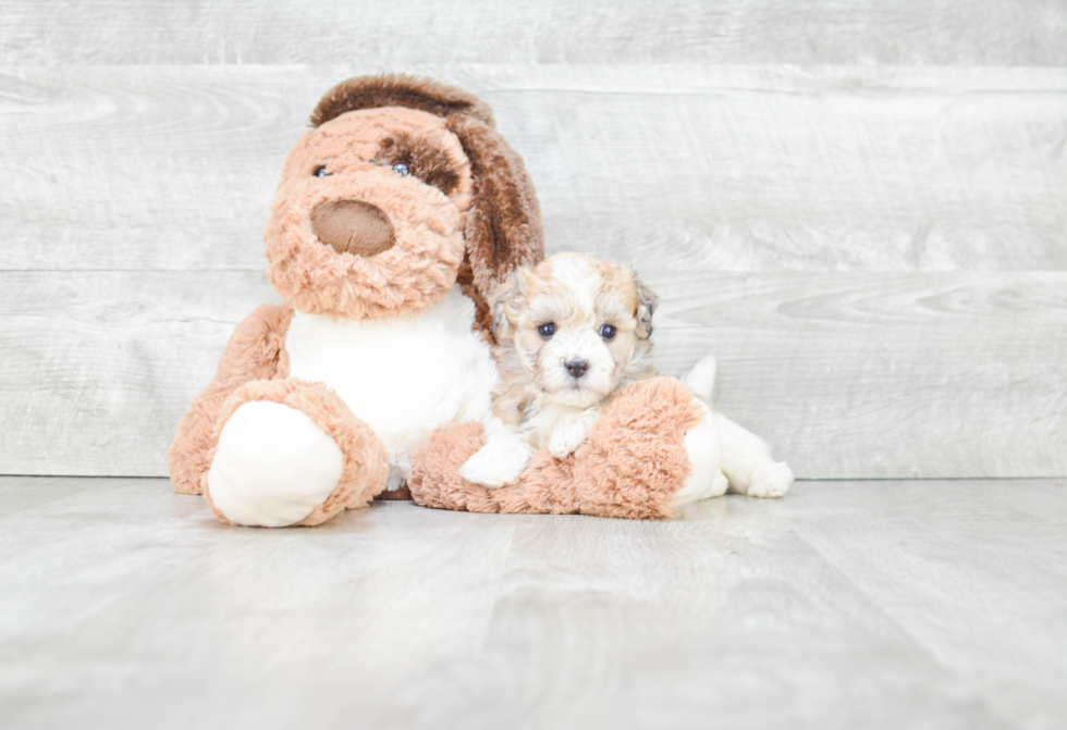 Best Havanese Baby