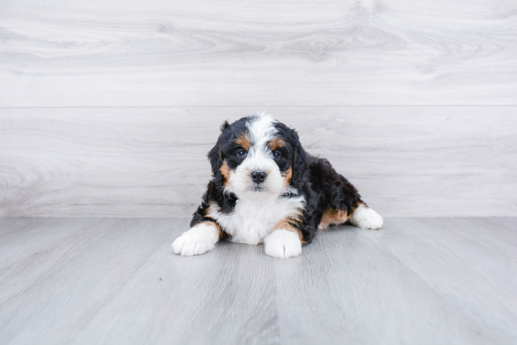 Mini Bernedoodle Pup Being Cute