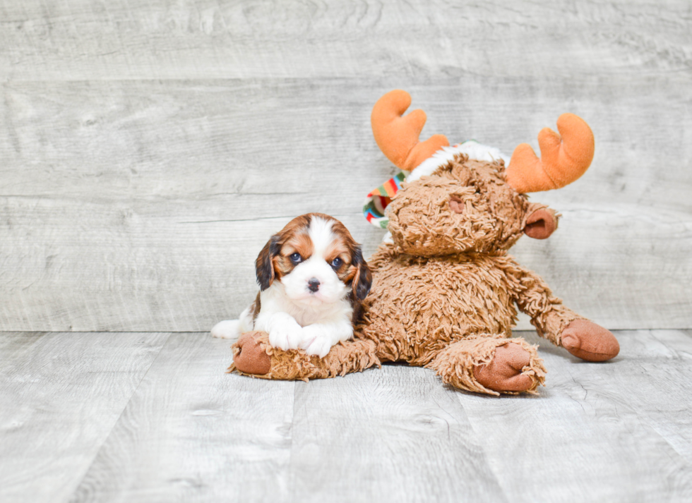 Cavachon Puppy for Adoption