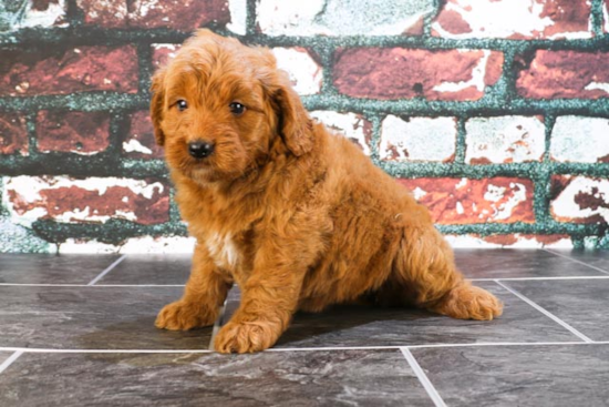 Mini Goldendoodle Puppy for Adoption