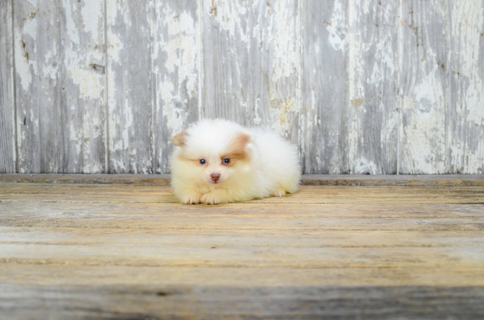 Petite Pomeranian Purebred Puppy