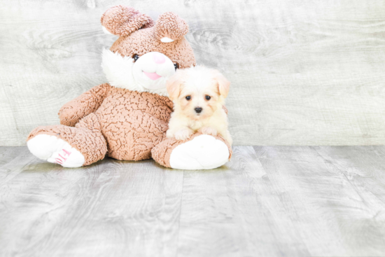 Little Maltepoo Poodle Mix Puppy