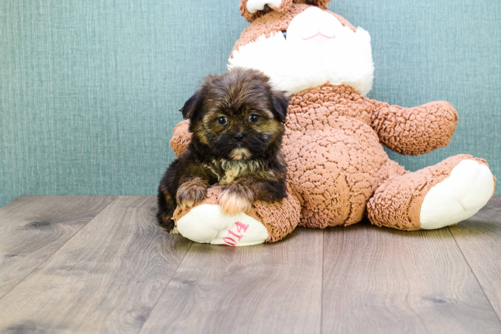 Shorkie Puppy for Adoption