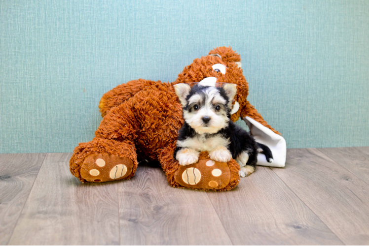 Morkie Pup Being Cute