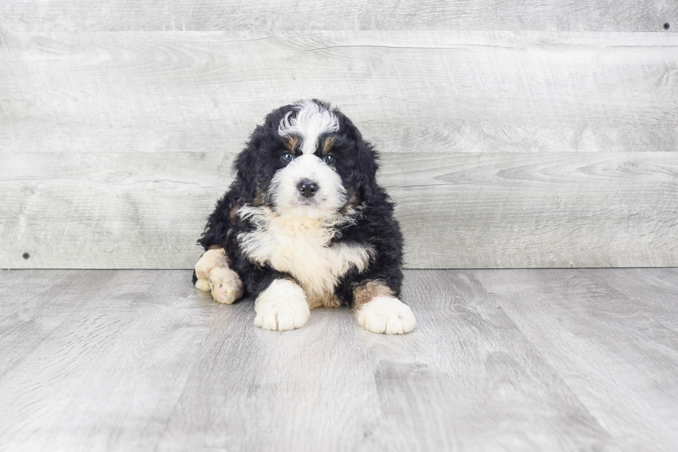 Best Mini Bernedoodle Baby