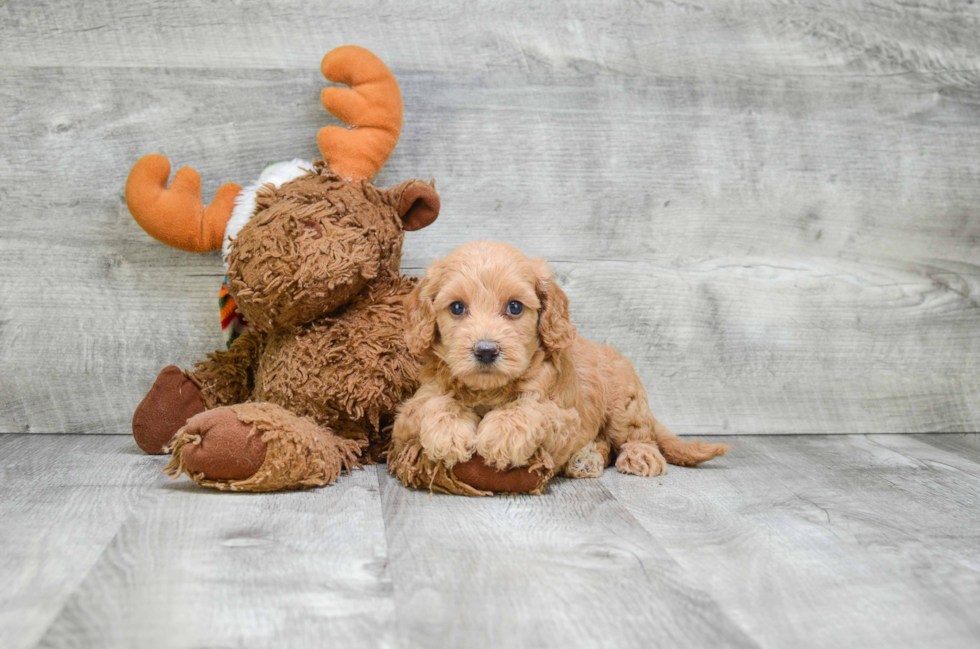 Mini Goldendoodle Puppy for Adoption