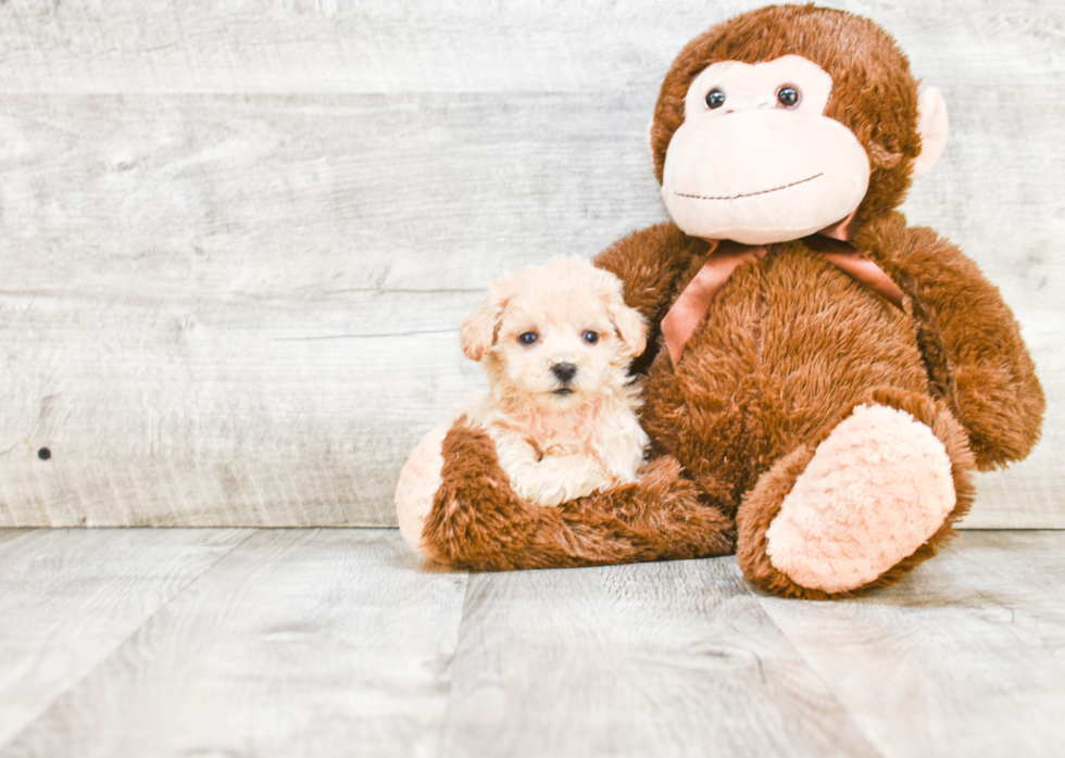 Havanese Pup Being Cute