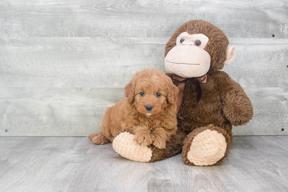 Mini Goldendoodle Puppy for Adoption