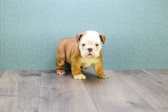 English Bulldog Puppy for Adoption