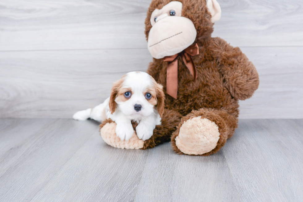 Akc Registered Cavalier King Charles Spaniel Purebred Pup