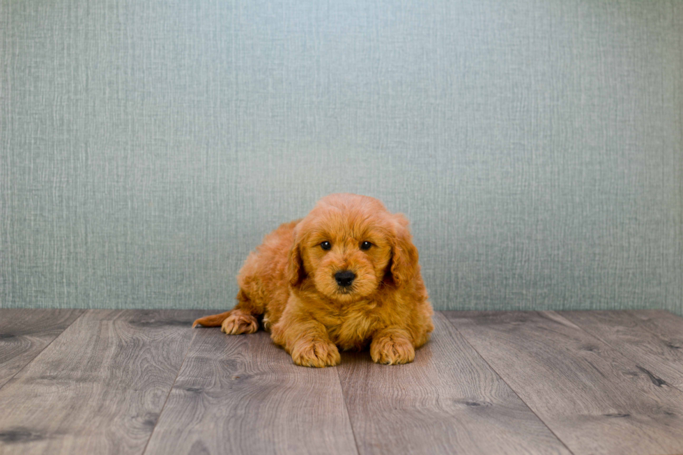 Smart Mini Goldendoodle Poodle Mix Pup