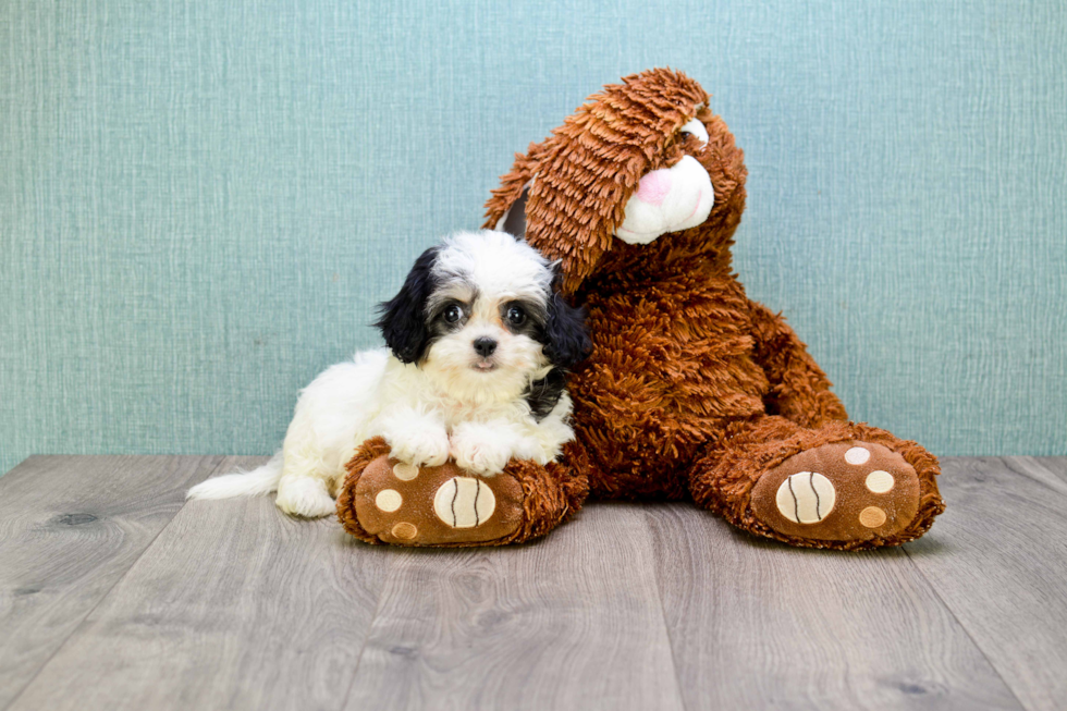 Playful Cavalier Designer Puppy