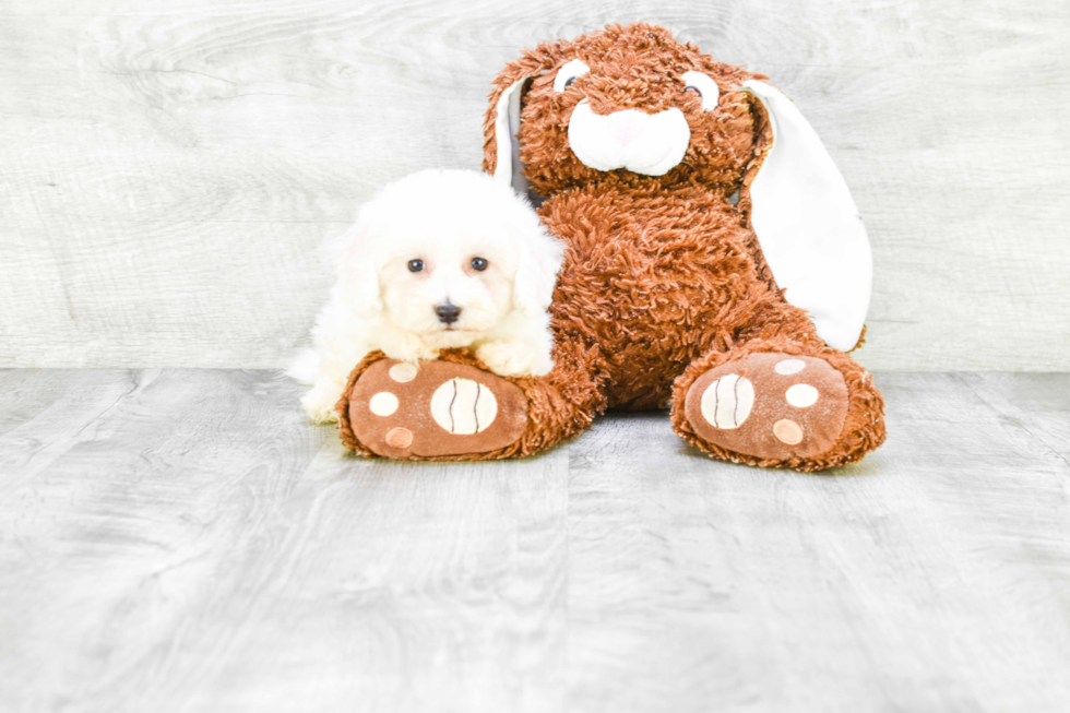 Hypoallergenic Bichon Frise Purebred Pup