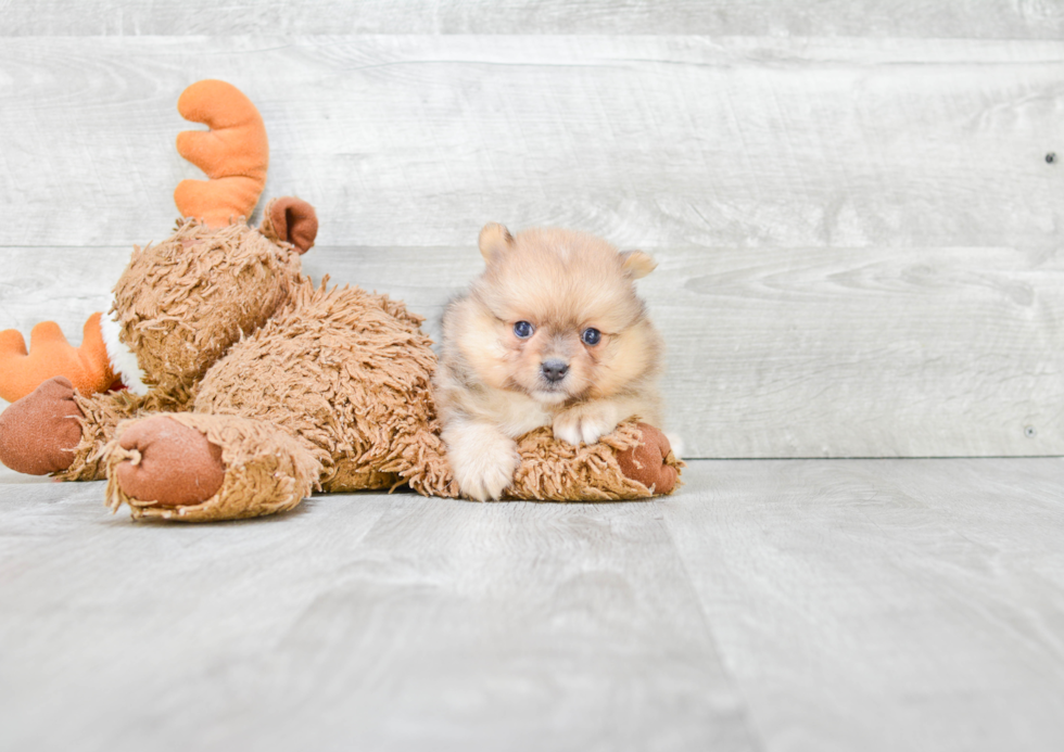 Cute Pomeranian Purebred Puppy