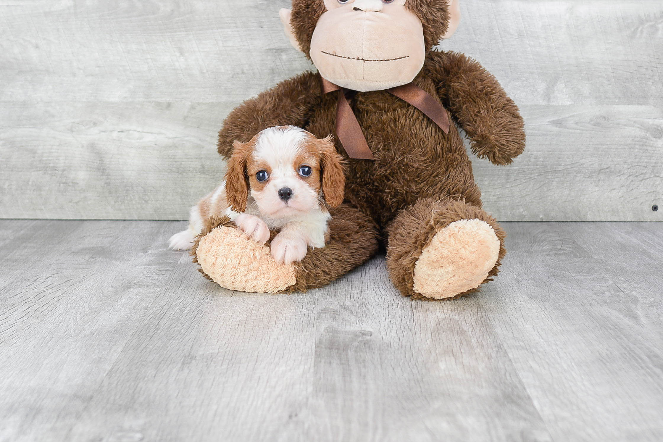 Friendly Cavalier King Charles Spaniel Baby