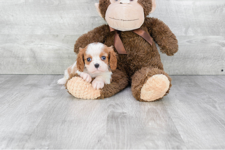 Friendly Cavalier King Charles Spaniel Baby