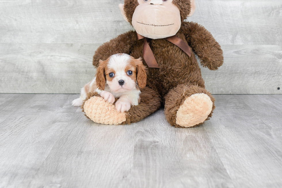Friendly Cavalier King Charles Spaniel Baby