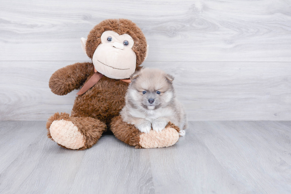 Energetic Pomeranian Purebred Puppy