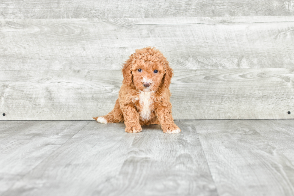 Mini Goldendoodle Pup Being Cute