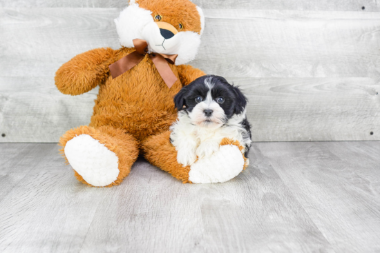 Havanese Puppy for Adoption