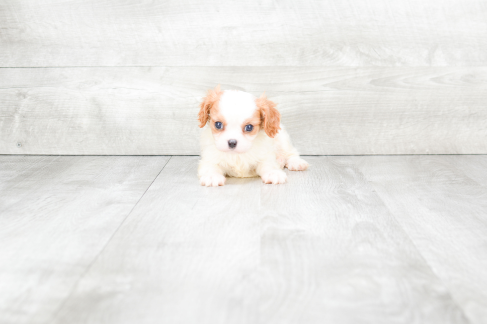 Cavalier King Charles Spaniel Pup Being Cute